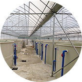 工廠化循環(huán)水養(yǎng)殖魚苗項目一